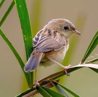 Bright-headed Cisticola