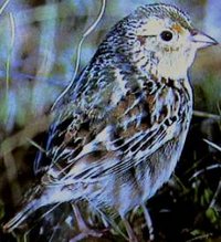 Grasshopper Sparrow