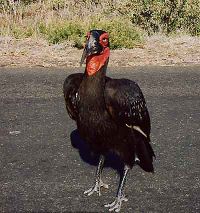 Southern Ground Hornbill(Bucorvus leadbeateri)