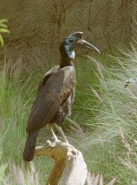 Abyssinian Ground Hornbill(Bucorvus abyssinicus)