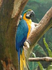Blue-and-gold Macaw
