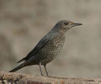 Female Blue Rock Thrush