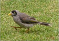 A Noisy Miner at perch