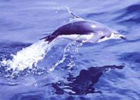 The Chinstrap Penguin is a highly streamlined pursuit diver.