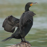Cormorants, like this Double-crested Cormorant, have plumage which is partly wettable, allowing them to dive without fighting buoyancy.