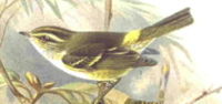 Pallas' Warbler