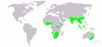 Distribution of Greater Painted Snipe