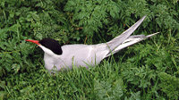 Arctic Terns breed in the arctic and subarctic and winter in Antarctica.