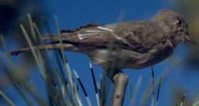 Western Wood Pewee