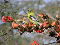 White-tailed Iora