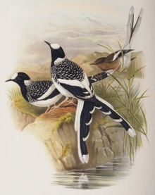 Enicurus maculatus