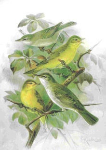 Seveeral Hippolais species.