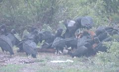 American Black Vultures on a cow carcass