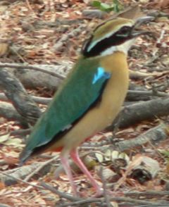 Indian Pitta