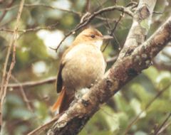 Furnarius rufus