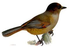 P. infaustus