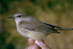 Vermivora celata