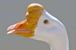 The bill and knob of a Swan Goose.