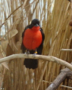 Black-headed Gonolek