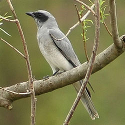 Black-faced Cuckoo-shrike