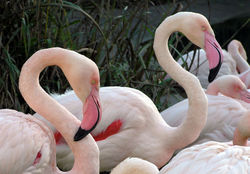 The bill of the Greater Flamingo