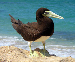 Brown Booby, Sula leucogaster