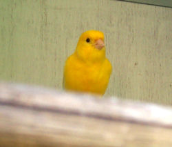 Domestic Canary