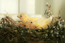 Canary Chicks