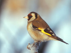 The European Goldfinch belongs to a group of red- or yellow-faced species.
