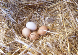 Chicken eggs vary in color depending on the hen, typically ranging from bright white to shades of brown and even blue, green, and recently reported purple (found in South Asia) (Araucana varieties).