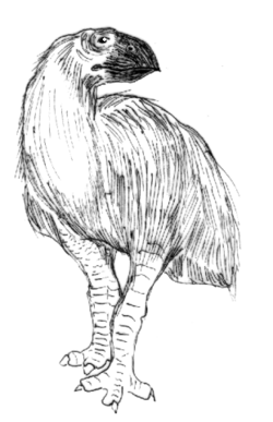 Reconstruction of the diatryma, Gastornis sp.