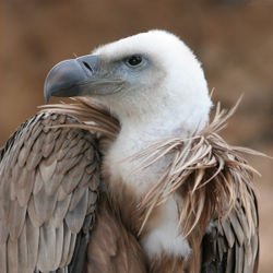 The bill of a scavengerthe vulture.