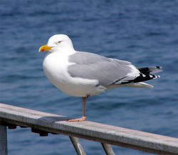 Herring Gull