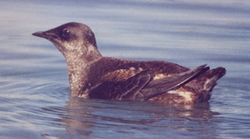 Marbled Murrelets breed singly and have brown breed plumage to blend into their nesting sites.