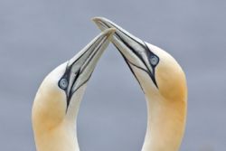 Northern Gannets billing.