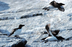 Razorbills are only found in the Atlantic Ocean