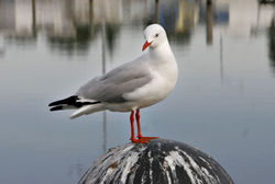 A Silver Gull at the pier of Sale, Australia