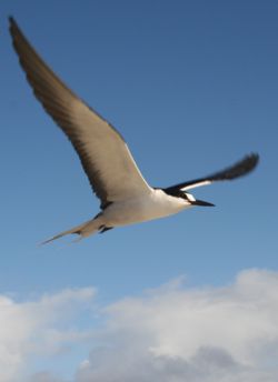 The Sooty Tern is highly aerial and marine and will spend years flying at sea without returning to land. (Olsen and Larsson, Terns of Europe and North America ISBN 0-7136-4056-1)
