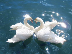 Mute Swan