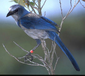 Florida Scrub Jay