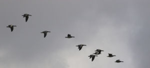 Flock of Barnacle Geese during autumn migration