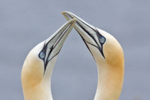 Northern Gannet pair "billing" during courtship. Like all seabirds except the phalaropes they maintain a pair bond throughout the breeding season.