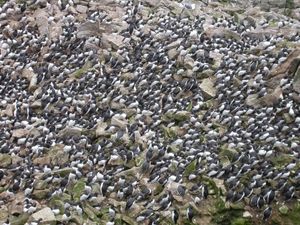 Common Murres breed on densely packed colonies on offshore rocks, islands and cliffs.