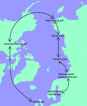 The Larus gulls interbreed in a ring around the arctic