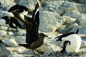 Some seabirds, like this South Polar Skua, will take the eggs of other birds. This skua is attempting to push an Adelie Penguin off its nest.