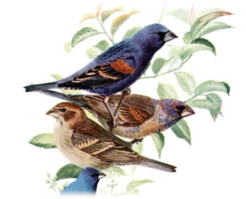 The differences in plumage of a Blue Grosbeak, from top to bottom, between a breeding male (alternate plumage) a non-breeding male (basic plumage), a female and a related Indigo Bunting