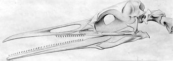 The Cretaceous seabird Hesperornis