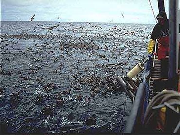 Seabirds (mostly Northern Fulmars) flocking at a long-lining vessel.