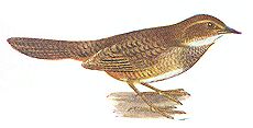 A. clamosus