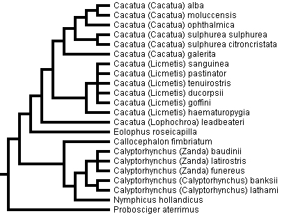 Phylogeny of the family Cacatuidae based on Brown & Toft (1999)